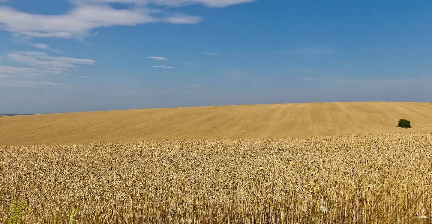 Ukraine Krieg Food Security Energy Lebensmittel Weizen